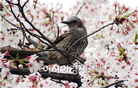 [포토]벚꽃축제 즐기는 직박구리