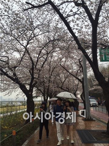 5일 봄 비가 내리는 가운데 흐드러지게 핀 여의도 국회의사당 옆 벚꽃길에 관광객들이 몰려들었다.