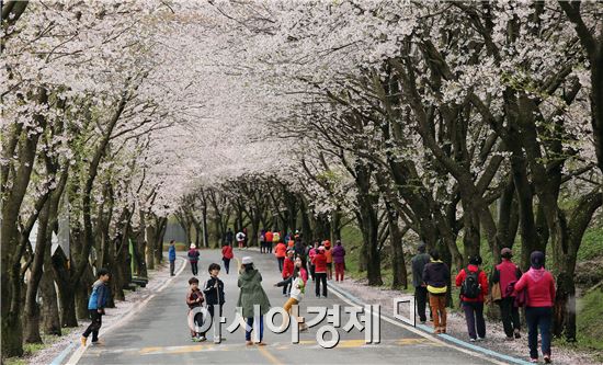 휴일이자 식목일인 5일 구례군 문척~ 간전 간 지방도 861호선 도로변에 벚꽃 터널을 이뤄 꽃가루를 날리는 가운데 벚꽃 구경온 관광객들이 봄을 만끽하고 있다. 구례군에는 해마다 4월이되면  문척면 동해마을에서 간전면 남도대교까지약 20km정도가 벛꽃으로 터널을 이뤄 장관을 연출하고 있다. 사진제공=구례군