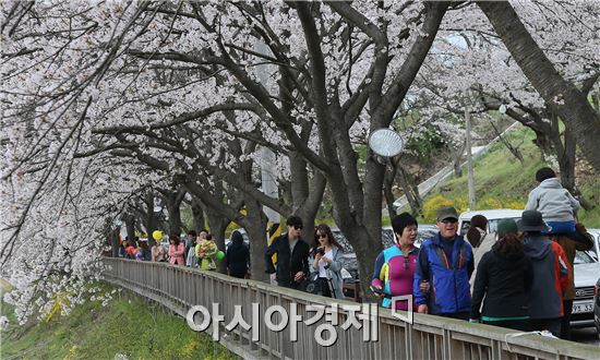 휴일이자 식목일인 5일 구례군 문척~ 간전 간 지방도 861호선 도로변에 벚꽃 터널을 이뤄 꽃가루를 날리는 가운데 벚꽃 구경온 관광객들이 봄을 만끽하고 있다. 구례군에는 해마다 4월이되면  문척면 동해마을에서 간전면 남도대교까지약 20km정도가 벛꽃으로 터널을 이뤄 장관을 연출하고 있다. 사진제공=구례군