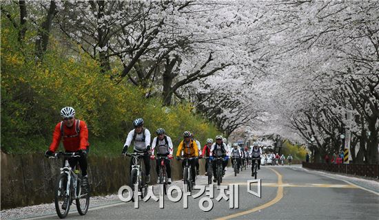 휴일이자 식목일인 5일 구례군 문척~ 간전 간 지방도 861호선 도로변에 벚꽃 터널을 이뤄 꽃가루를 날리는 가운데 벚꽃 구경온 관광객들이 봄을 만끽하고 있다. 구례군에는 해마다 4월이되면  문척면 동해마을에서 간전면 남도대교까지약 20km정도가 벛꽃으로 터널을 이뤄 장관을 연출하고 있다. 사진제공=구례군