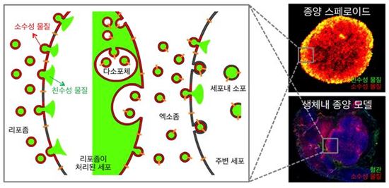 종양 전역에 항암물질 전달…항암치료나노기술 개발