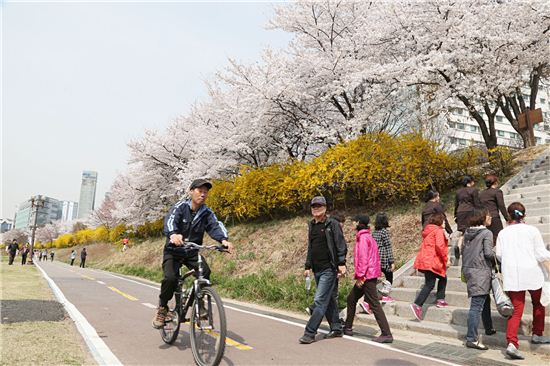 성남 탄천주변 벚꽃길