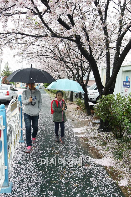 [포토]꽃비가 내리는 장흥군 