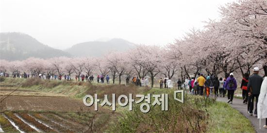 순천시 서면벚꽃사랑회(회장 최원두)는 지난 5일 서천수변공원에서 500여명이 참여한 가운데 서천변 벚꽃길 조성 17주년 기념 걷기대회 및 연혁비 제막식 행사를 개최했다. 
