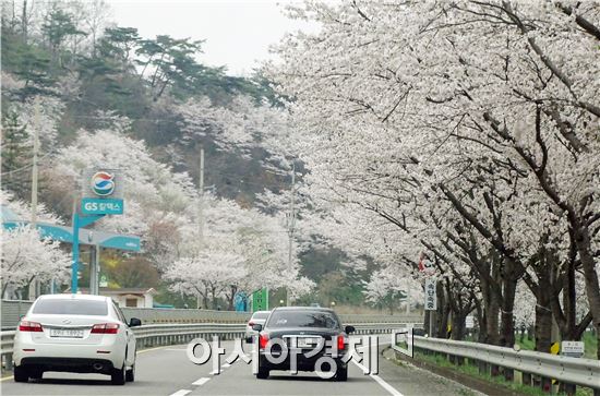 포근한 봄날씨가 이어진 가운데 8일 전남 화순군 화순읍 세량리마을 도로변에 벚꽃이 만개해 이곳을 지나는 차량운전자들의 시선을 붙잡고 있다. 