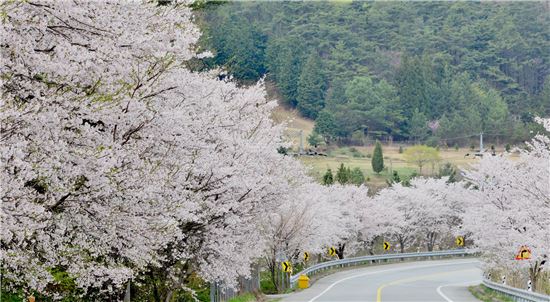 [포토]담양군, 꽃비 내리는 추월산 ‘황홀’