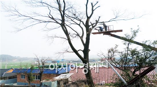 장흥군(군수 김성)은 4월부터 주택 인근과 도로변의 주민생활의 안전을 위협하는 수목을 일제히 정비한다