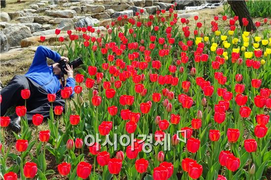 [포토]장흥군 '하늘빛 수목원'으로 튤립보러오세요