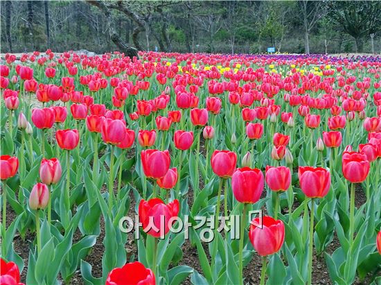[포토]상춘객 유혹하는 장흥군, 하늘빛 수목원 튤립 