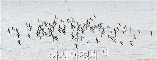 순천만에서 도요물떼새 만나보세요