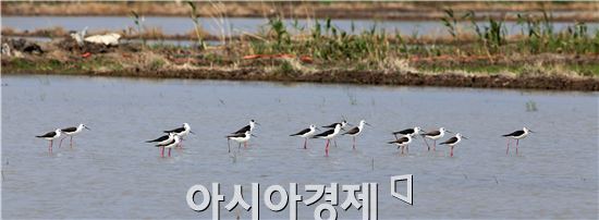 순천만에서 도요물떼새 만나보세요