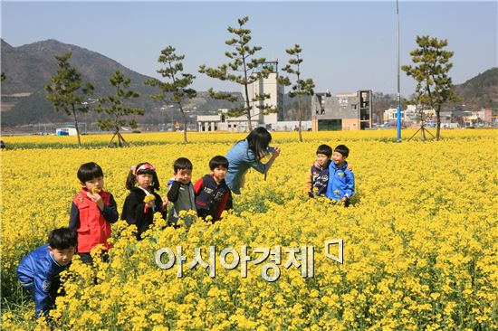 “영광군 법성포 뉴타운 유채꽃밭으로 놀러오세요”