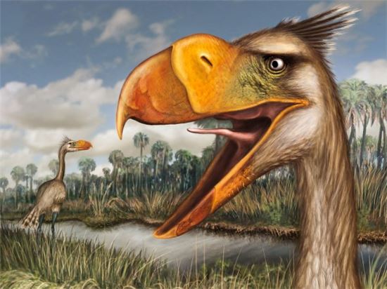 ▲350만년 전에 포식자로 불렸던 '테러버드(terror bird)'.[사진제공=H. Santiago Druetta/사이언스지]
