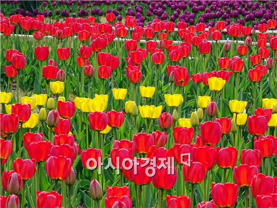 장흥, 별이 머무는 곳  ‘하늘빛 수목원’ 튤립축제 개최