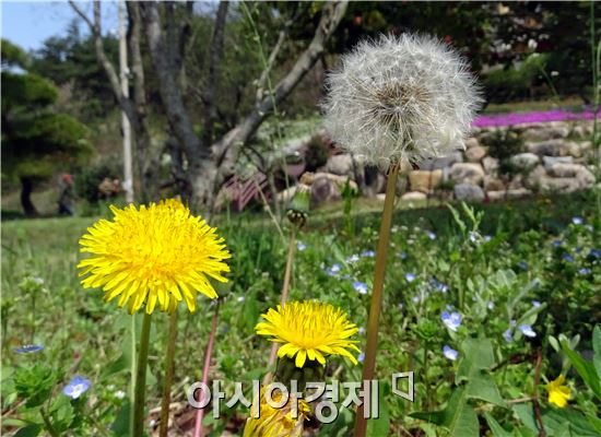장흥, 별이 머무는 곳  ‘하늘빛 수목원’ 튤립축제 개최