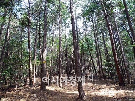 장흥, 별이 머무는 곳  ‘하늘빛 수목원’ 튤립축제 개최