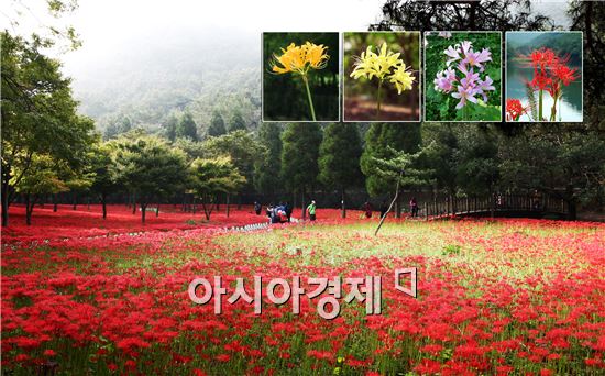 영광 불갑산 상사화, 야생화 관광자원화사업 선정