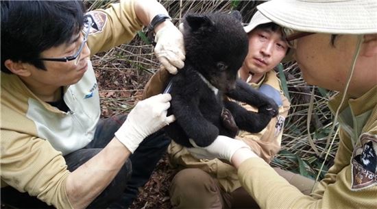 국립공원관리공단 직원들이 지리산 반달곰 새끼의 건강검진을 실시하고 있다.(사진:환경부)
