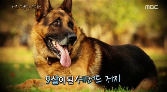 '서프라이즈' 경찰견 저지의 특별한 은퇴식에 누리꾼 '감동' 
