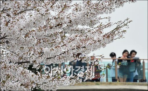 [포토]벚꽃 즐기는 상춘객