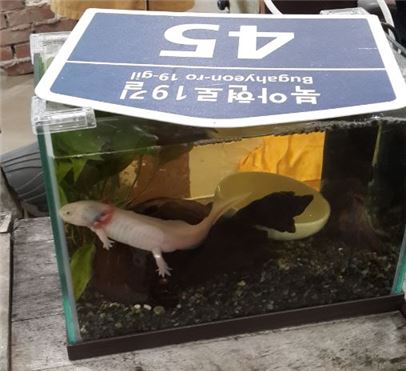 멕시코 도룡뇽이라 불리는 아홀로틀(axolotl).