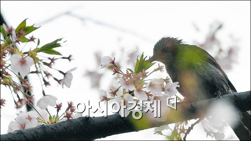 [포토]벚꽃에 취한 직박구리