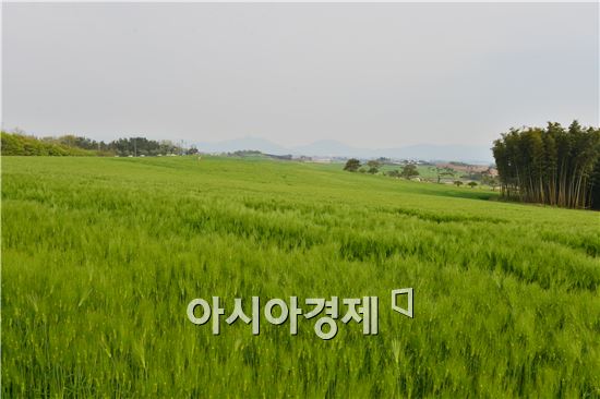 고창 청보리밭 축제 오는 18일 개막 