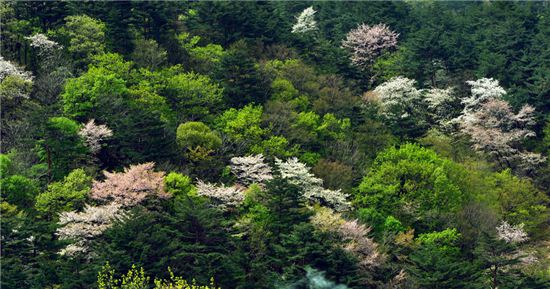 [여행만리]겨울 산천어로 뜬 화천…봄빛으로 물들다