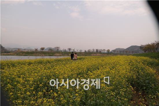‘옐로우 시티’ 장성 황룡강변 유채꽃 ‘활짝’