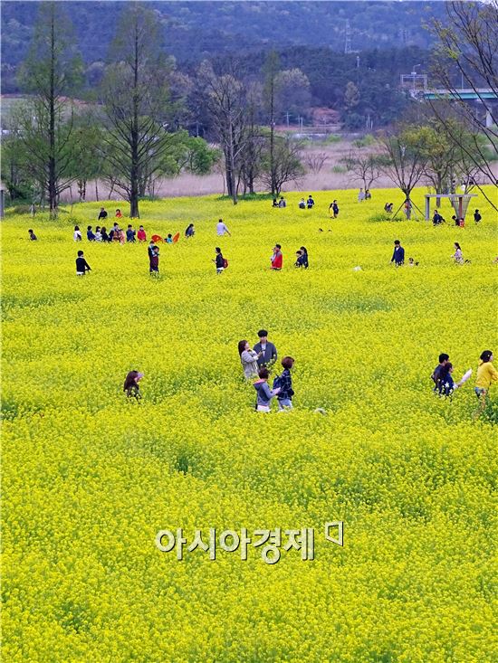 [포토]유채향기 인파북적