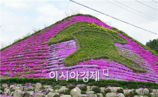 [포토]장흥 표고버섯에 내려않은 꽃잔디 만개