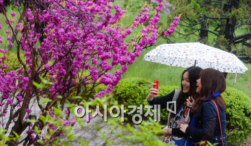 [포토]봄비에 젖은 꽃들을 보며