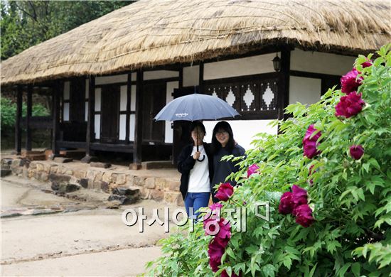 곡우(穀雨)에 활짝 핀 모란