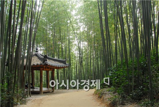 담양대나무밭, 세계중요농업유산 등재 ‘노력’