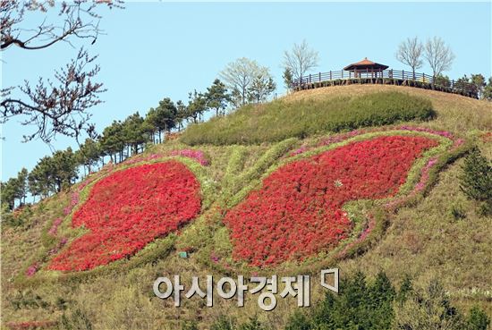 [포토]함평나비축제 나비동산 철쭉 만개 