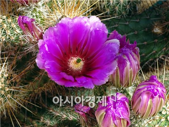 [포토]함평나비축제  화려하게 수놓은 다육식물들