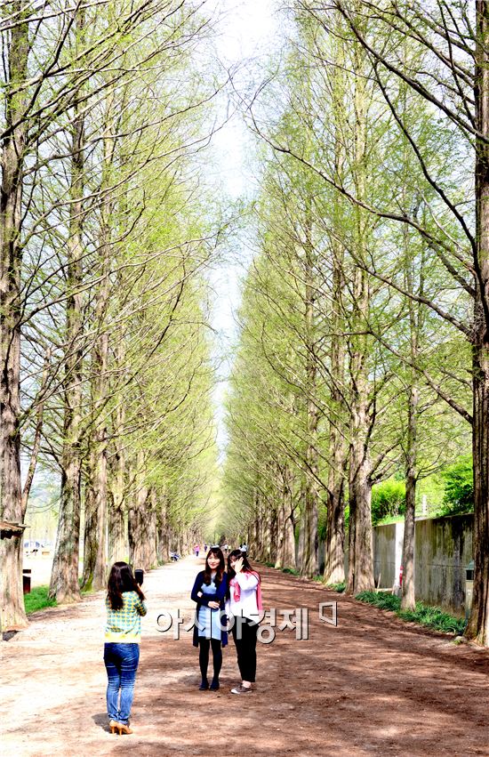 [포토]담양군, 연둣빛 봄옷 입은 ‘메타세쿼이아 길’
