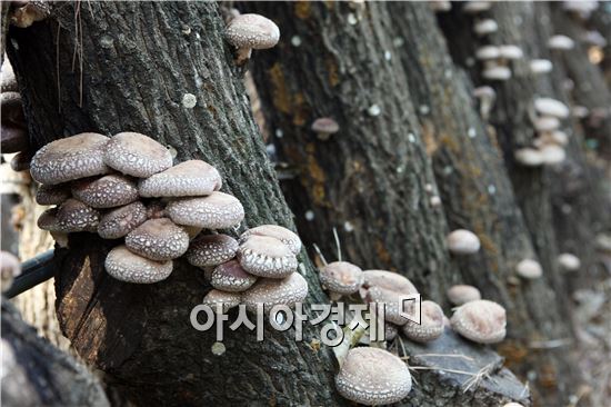 장흥군, 표고 국산품종 농가시험포 모집