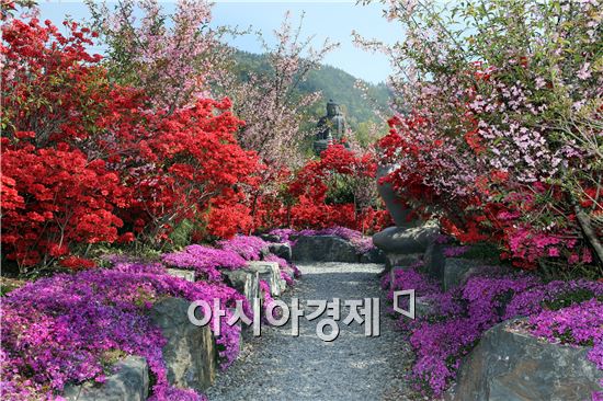 완연한 봄 날씨를 보인  22일 전남 강진군 군동면 풍동마을 남미륵사 경내 1000만 그루 철쭉이 형형색색의 꽃으로 단장해 탐방객들을 유혹하고 있다. 사진제공=강진군