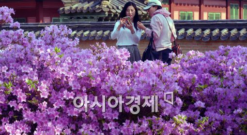 [포토]'만개한 꽃과 봄날씨'