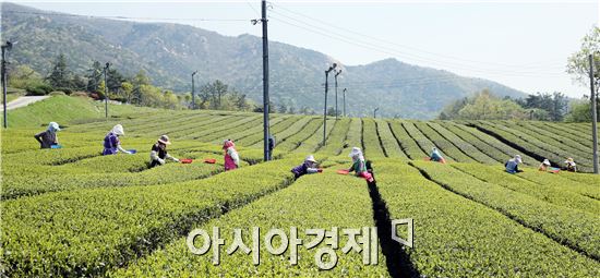 화창한 봄 날씨를 보인 23일 전남 강진군 성전면 월출산 남쪽자락에 자리한 660,000㎡(20만평)의 광활한 월출산 강진다원이 녹색으로 채색된 가운데 세작(細雀)을 만들려는 아낙네들의 분주한 손놀림이 따스한 봄볕과 어우러져 한 폭의 그림을 만들어 주고 있다. 사진제공=강진군