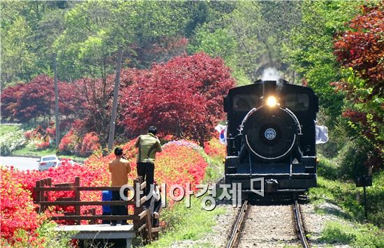 [포토]곡성 섬진강변 철쭉길 달리는 추억의 증기기관차