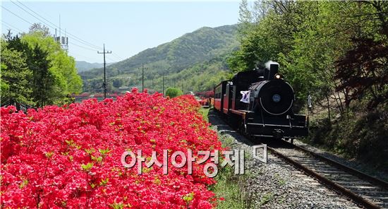 초여름 날씨를 보인 25일 오후 전남 곡성군 섬진강변에 철쭉이 만개했다. 이날 가족단위 상춘객들이 추억의 증기기관차를 타고 화사하게 핀 철쭉을 보면서 봄을 만끽하고 있다. 

국도 17호선에 위치한 곡성 섬진강변 철쭉 길은 오곡면에서 압록까지 이어지는 구간으로 우리나라에서 가장 아름다운 드라이브 코스로 남녀노소 할 것 없이 기념사진 촬영장소로 크게 인기를 얻고 있다. 

또한, 섬진강을 배경으로 강길, 자전거길, 찻길, 철쭉 길, 기찻길, 레일바이크 길, 숲 길이 조성돼 있고, 멈춰 서서 쉬어가고 싶은 힐링의 장소로 매년 수많은 관광객이 꾸준히 방문하고 있는 곡성군 관광명소이다.