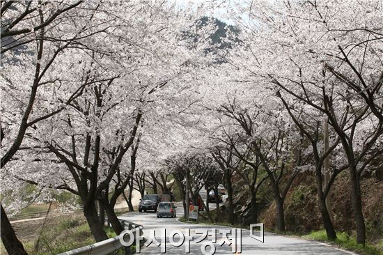 전남도, 보행자·교통 장애 가로수 정비 나선다