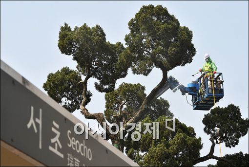 [포토]새봄 맞이 목욕하는 '천년향'