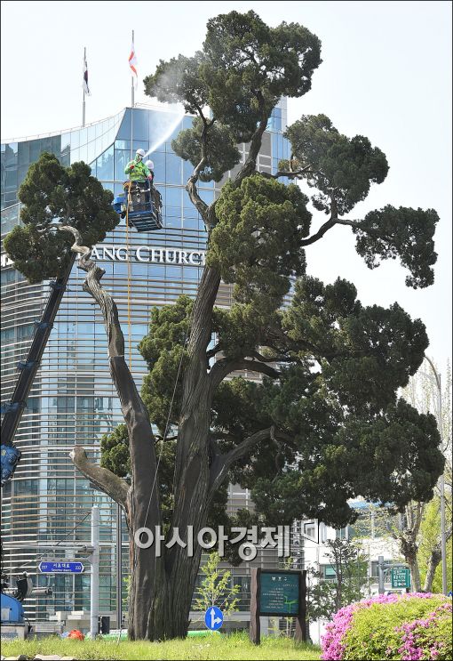 [포토]목욕하는 '천년향'