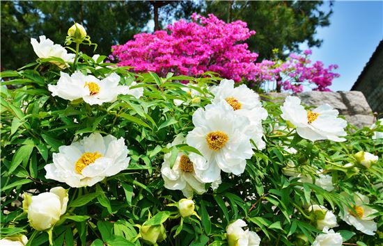 [짜장뉴스]모란 향기 있어…선덕여왕 일화 진실은