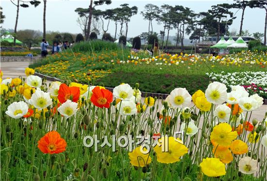 [포토]화사하게 핀 함평나비축제장의 양귀비꽃