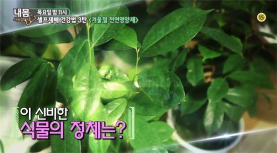 그라비올라, 항암효과 탁월…올바른 섭취법은?